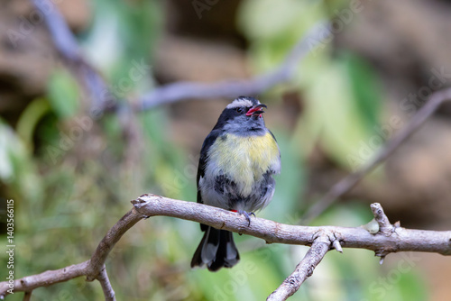 A Bananaquit at a local zoo photo