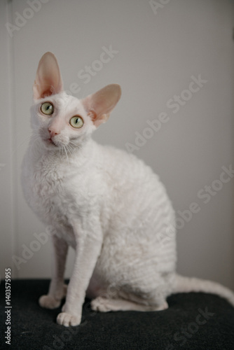 A white cat adorned with bright green eyes is comfortably sitting on a plush black couch, adding charm to the cozy setting