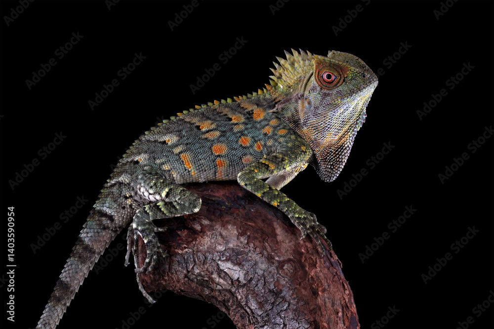 Forest dragon lizard isolated on black background, Gonocephalus chamaeleontinus