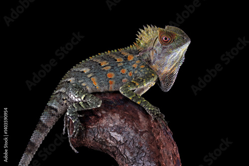 Obraz na płótnie Forest dragon lizard isolated on black background, Gonocephalus chamaeleontinus w salonie
