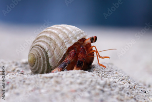hermit crab wallking on sea sand, Coenobita clypeatus, animal closeup	