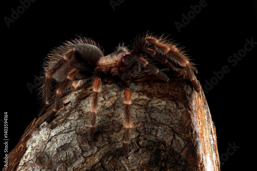Obraz na płótnie tarantula spider camouflage with wood w salonie