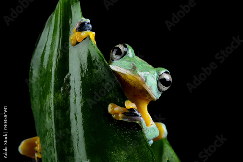 Flying frog sitting on a leaf, javan tree frog front view, Rhacophorus reinwardtii, Animal closeup