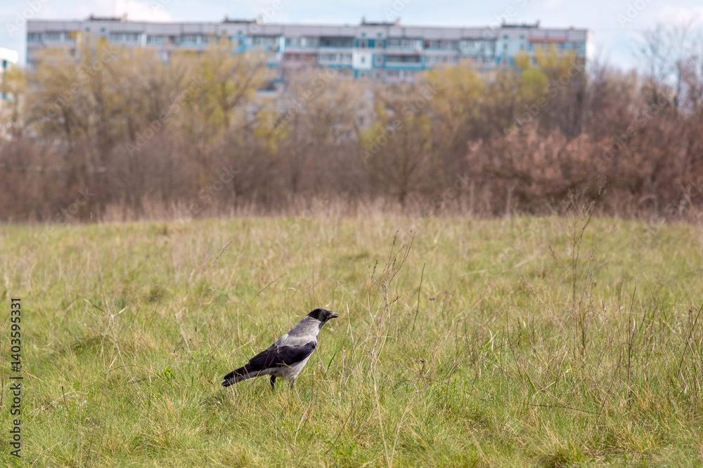 Obraz premium Three crows in a grassy field on a spring day