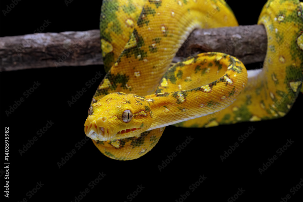 Green tree python closeup on branch with black background, Green tree python (Morelia viridis)
