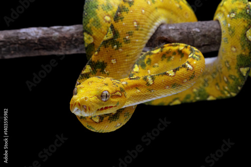 Obraz na płótnie Green tree python closeup on branch with black background, Green tree python (Morelia viridis) w salonie