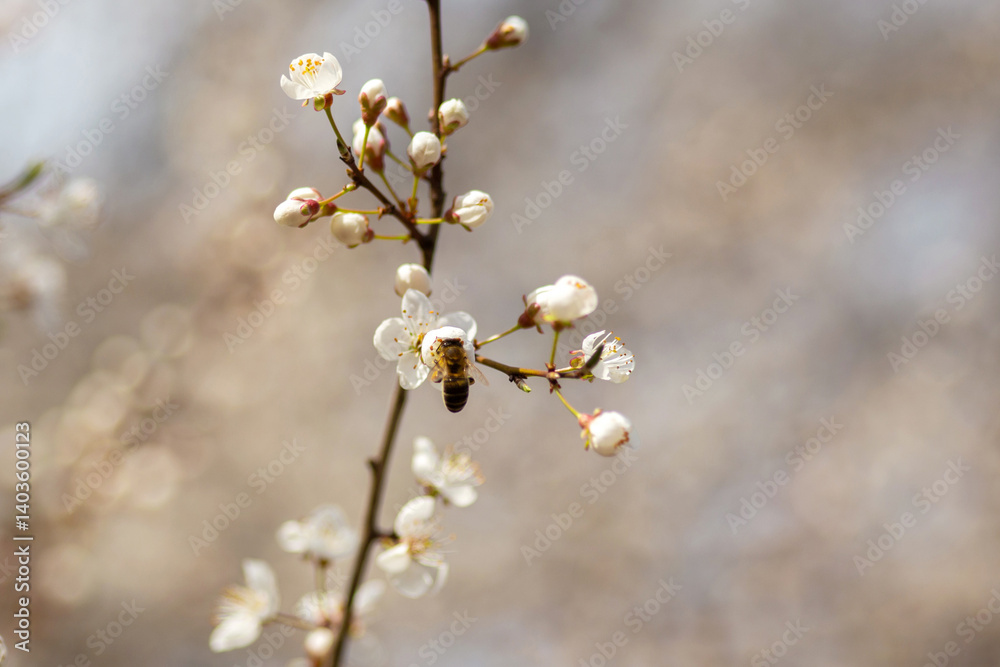 blooming cherry tree