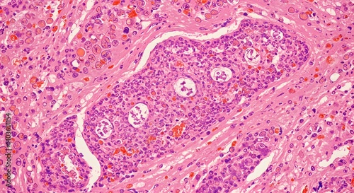 Microscopic Image of Mammary Gland Tissue