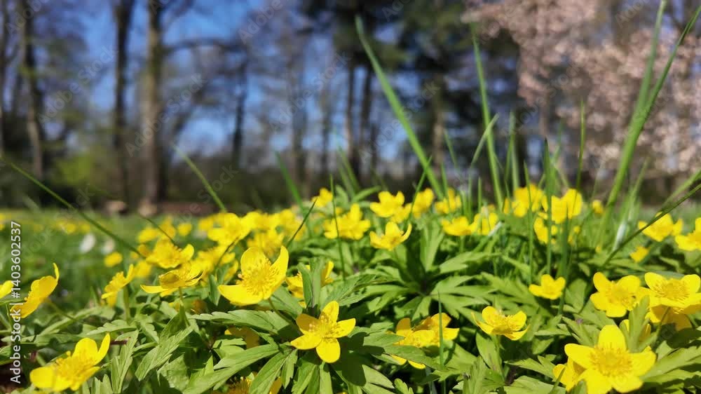 Spring blossom of the yellow anemone in the sunshine