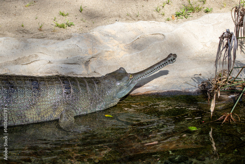 A gharial (Gavialis gangeticus) at a local zoo photo