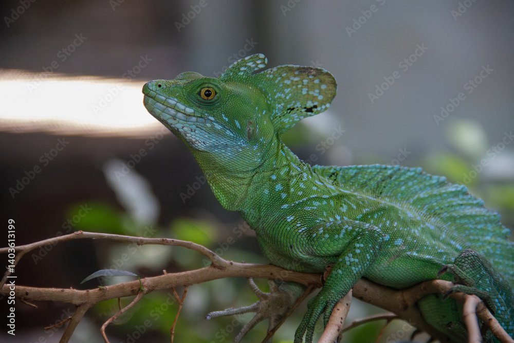 A plumed basilisk (Basiliscus plumifrons) at a local zoo A plumed basilisk (Basiliscus plumifrons) at a local zoo