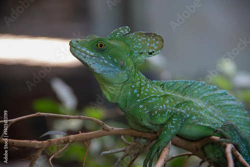 A plumed basilisk (Basiliscus plumifrons) at a local zoo