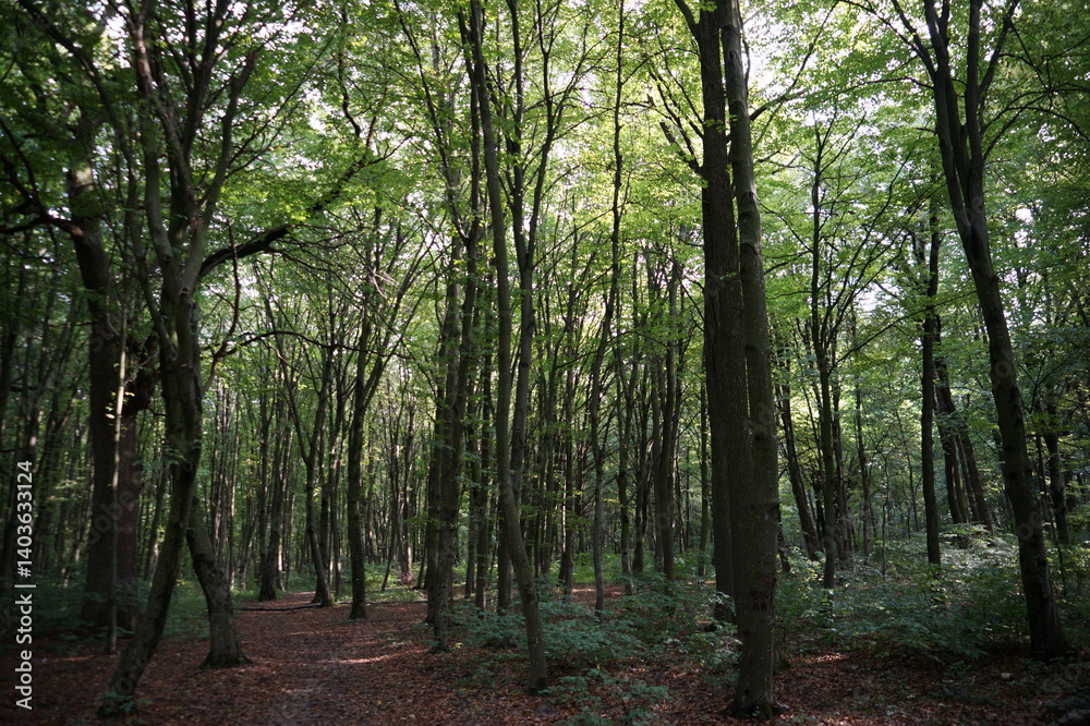 Fototapeta premium beautiful green forest