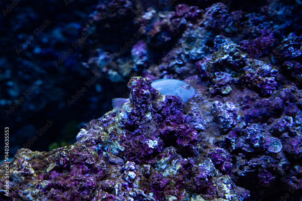 The seabed and the fish hiding in the corals. Underwater shooting The seabed and the fish hiding in the corals. Underwater shooting
