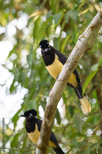 Pompom jay in the brasilian forest. High quality photo