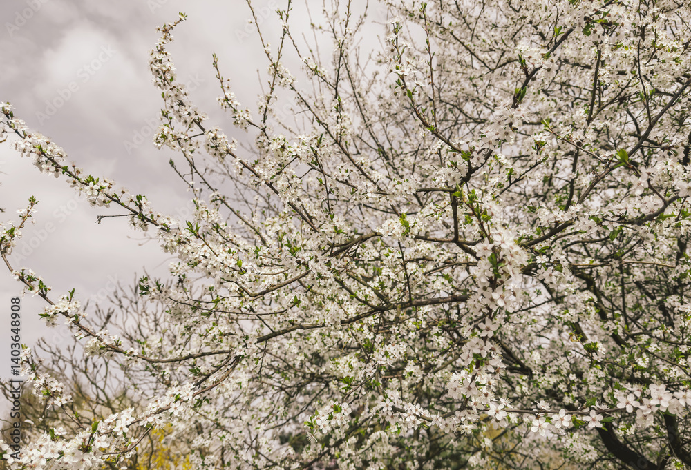 Blooming fruit tree with jasmine flowers – spring awakening, natural harmony, and orchard beauty