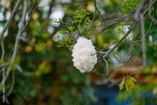 A solitary white egg is gently hanging from a slender tree branch in the midst of a serene natural setting like a beautiful park