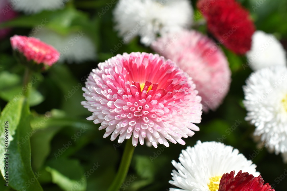 Makro von Gänseblümchen
