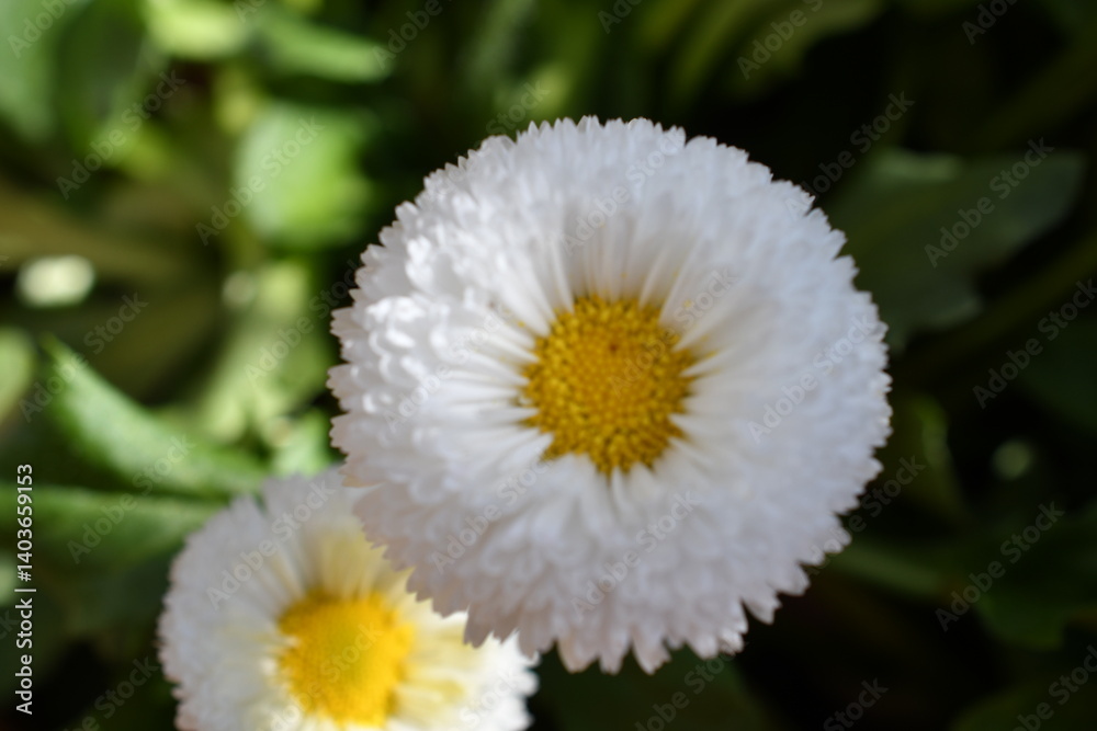 Makro von Gänseblümchen