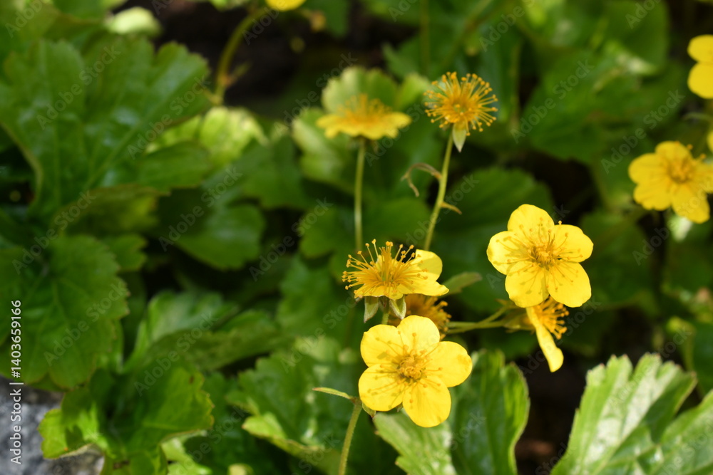 Makro der Waldsteinia