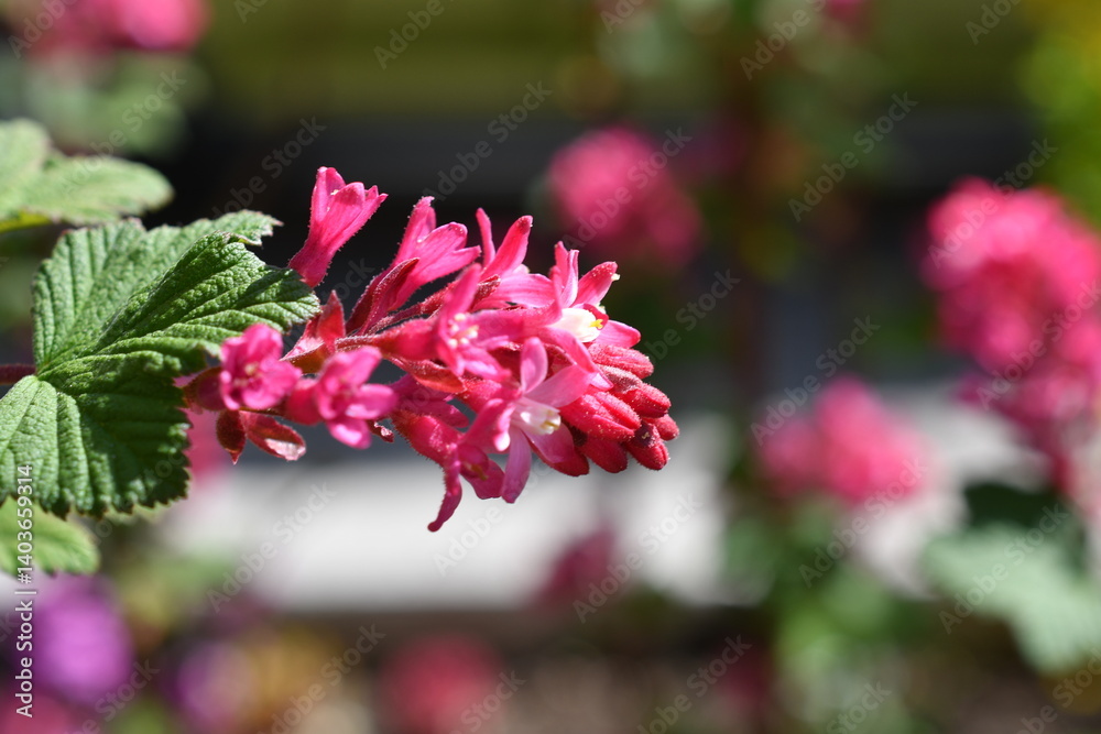 Makro einer Blüte der Zierjohannisbeere
