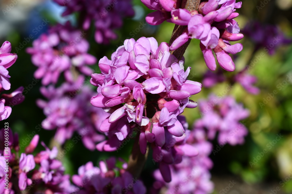 Makro der Blüte vom Judasbaum
