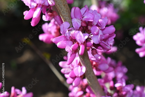Blüten eines Judasbaum