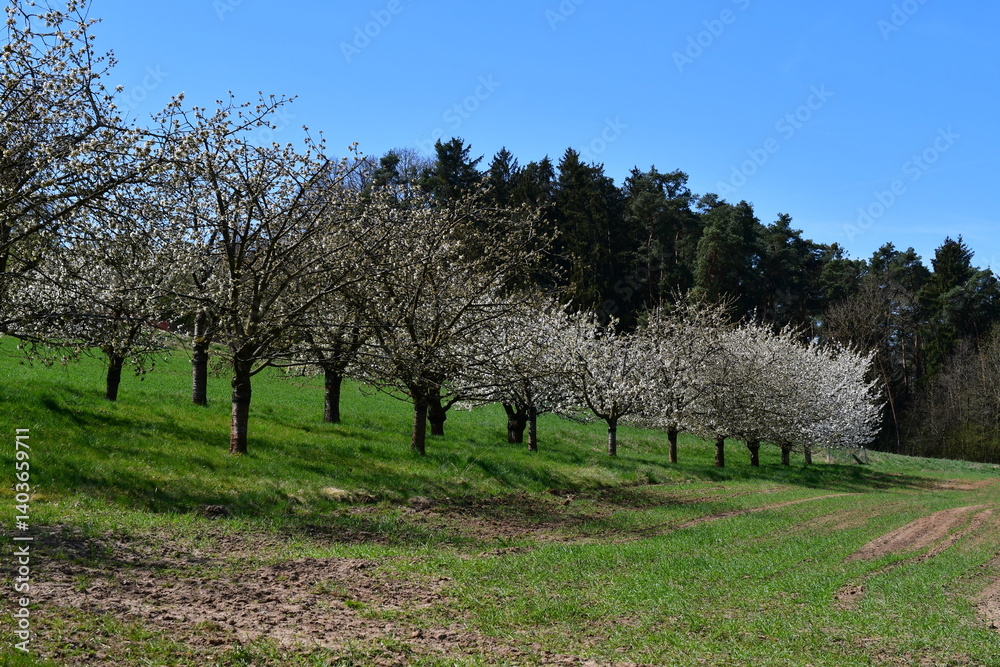 Schöne Landschaft bei Kalchreuth zur Kirschblüte