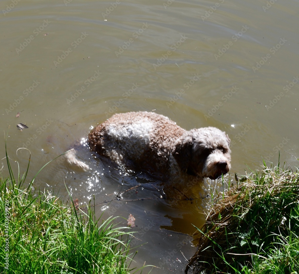 Ein Lagotto Romagnolo Hund hat Spaß im Wasser