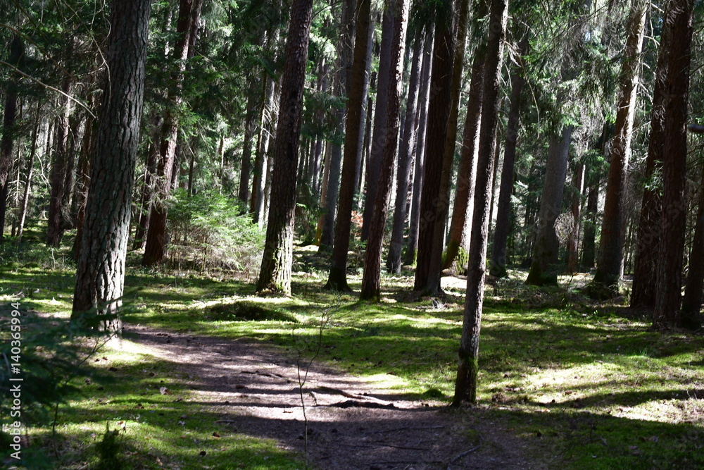 Ein Wald bei Kalchreuth im Sonnenschein