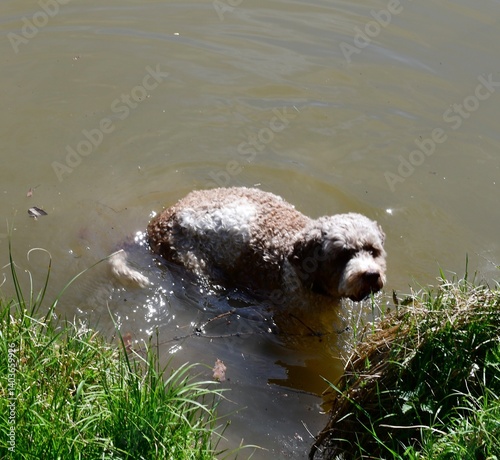 Obraz na płótnie Ein Lagotto Romagnolo Hund hat Spaß im Wasser w salonie