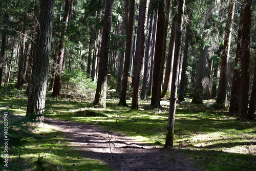 Obraz na płótnie Ein Wald bei Kalchreuth im Sonnenschein w salonie