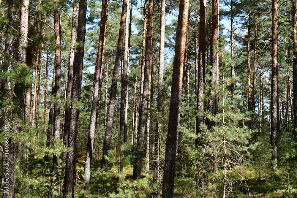 Ein Wald im Sonnenschein