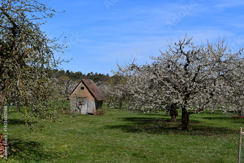 Obraz na płótnie Schöne Landschaft bei Kalchreuth in Franken zur Kirschblüte w salonie