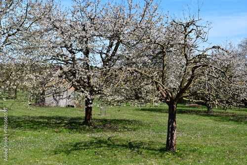 Obraz na płótnie Schöne Landschaft bei Kalchreuth zur Kirschblüte w salonie