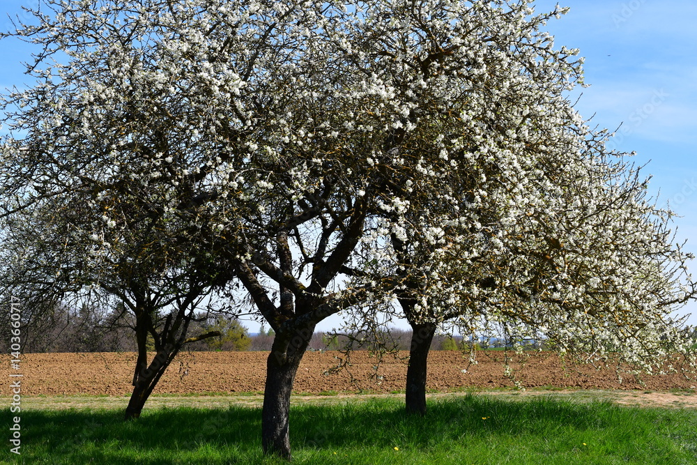 Kirschblüte bei Kalchreuth in Franken