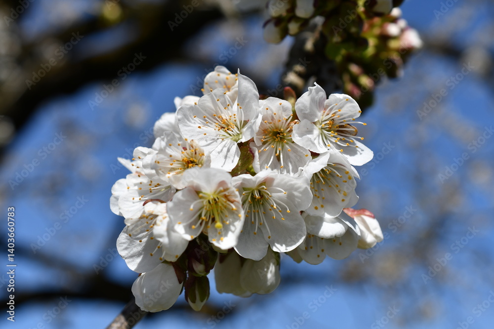 Makro von Kirschblüten