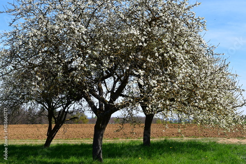 Obraz na płótnie Kirschblüte bei Kalchreuth in Franken w salonie