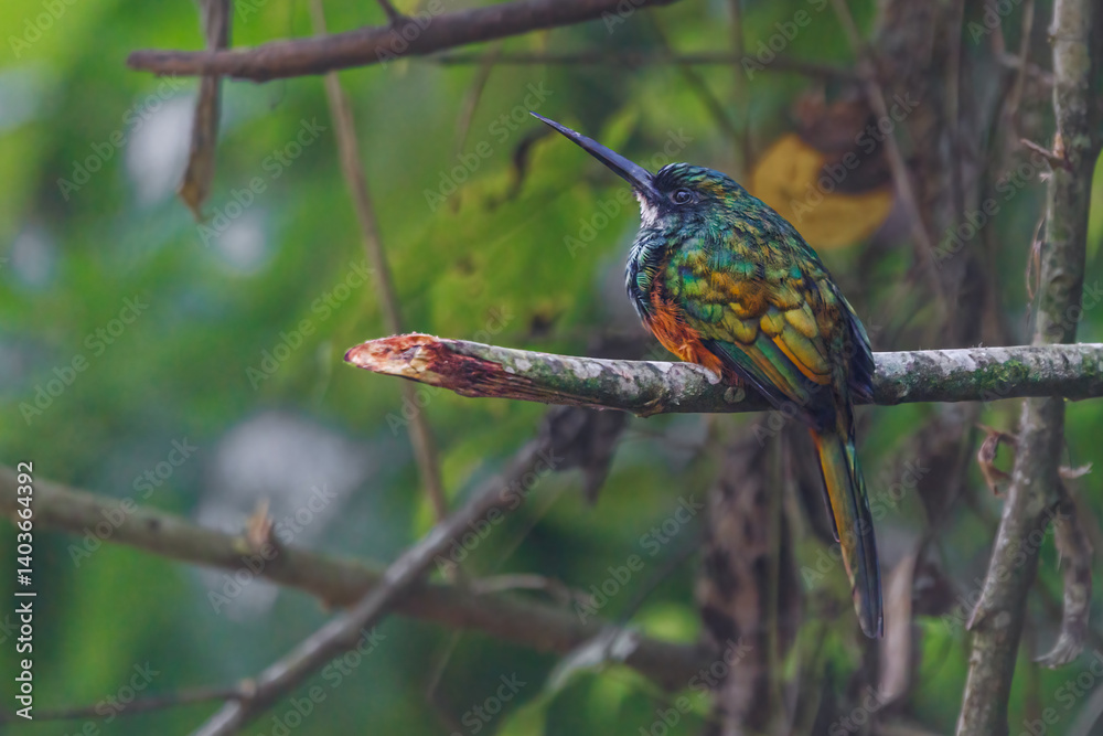 Fototapeta premium A colorful bird, with a large beak, rests on a tree branch