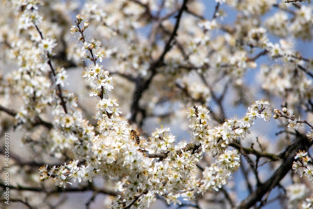 a bee pollinates white cherry flowers in a small park in the city of Munich in spring a bee pollinates white cherry flowers in a small park in the city of Munich in spring