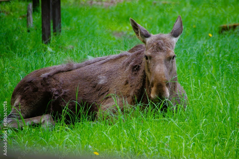 A Northern European moose resting in the grass. A Northern European moose resting in the grass.