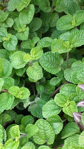 A detailed macro shot of the Moon Valley Plant's leaves, highlighting the intricate texture and the subtle color variations within the green foliage. The veins create a distinct pattern on each leaf