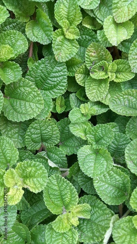 A detailed macro shot of the Moon Valley Plant's leaves, highlighting the intricate texture and the subtle color variations within the green foliage. The veins create a distinct pattern on each leaf