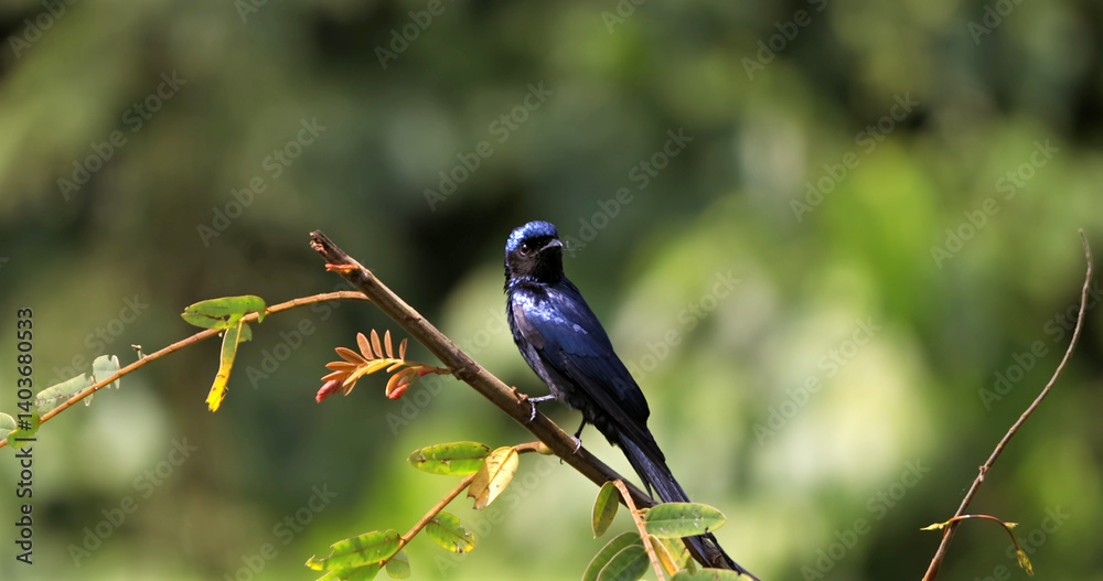 Fototapeta premium Lesser rackettailed drongo perched on branch in vibrant green jungle, Thailand. Wild bird in natural habitat, Kaeng Krachan National Park.