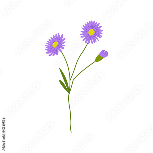 Aster flower branch with leaves on isolated background. Vector flat botanical illustration. 