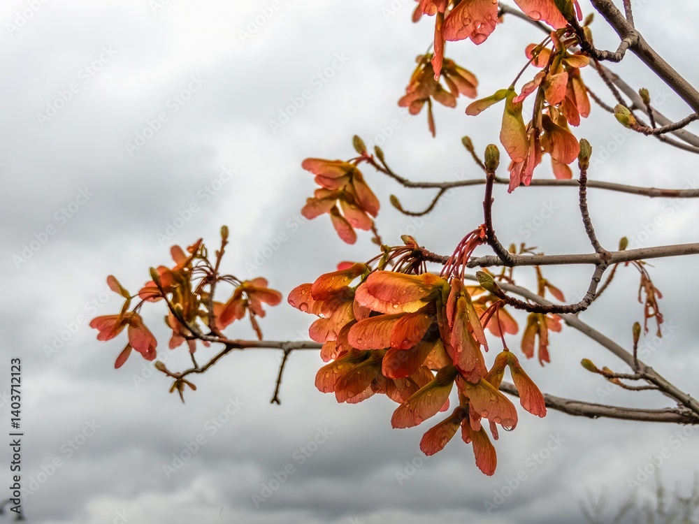 young pink-red maple seeds against a gray sky on a cold rainy cloudy spring day