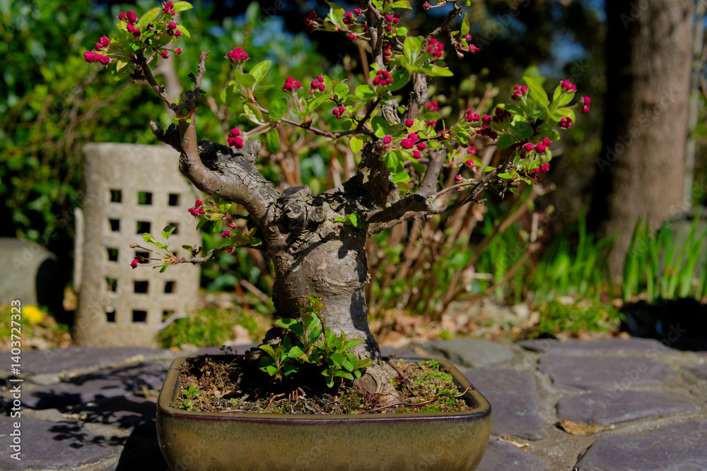 Crab apple bonsai tree in the pot in Japanese garden. Red blooming buds and young green leaves in the spring. Malus sylvestris L. plant.