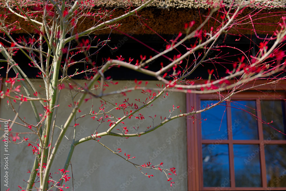 Beautiful Japanese red maple tree in the spring. Wooden window frame with blue sky reflection as architectural background. Acer japonicum L. with young red leaves in Japanese garden.