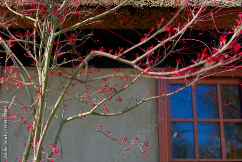 Obraz na płótnie Beautiful Japanese red maple tree in the spring. Wooden window frame with blue sky reflection as architectural background. Acer japonicum L. with young red leaves in Japanese garden. w salonie