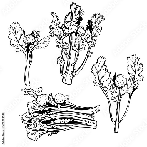 Hand-drawn rapini or broccoli rabe.  Vector sketch illustration  